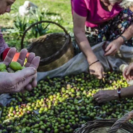 Проживание в семье Agora Капыкыры