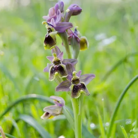 Agora * Капыкыры