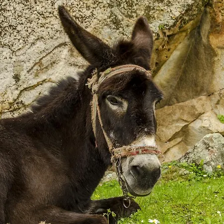 Agora * Капыкыры